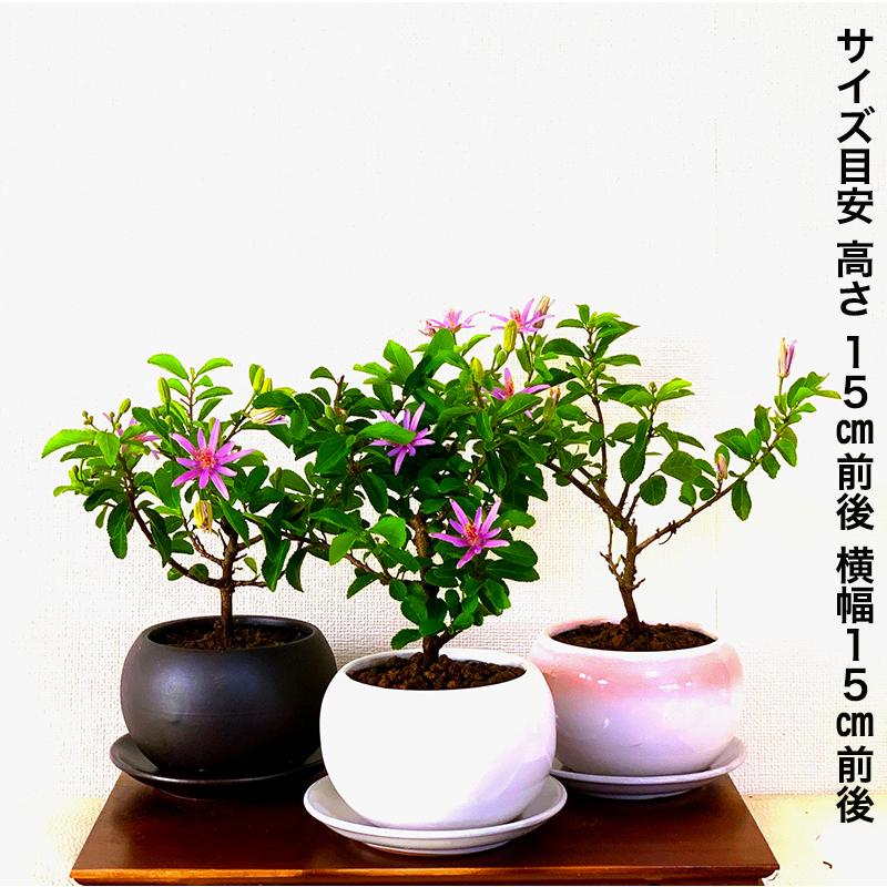盆栽 睡蓮木 スイレンボク ミニ盆栽 紫色の花 育て方指南書付 室内鑑賞