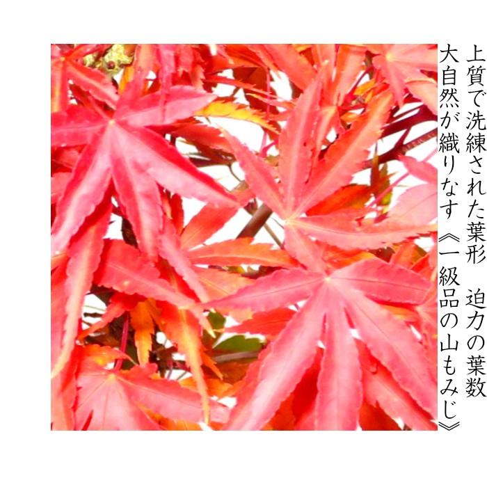 もみじ盆栽「一級品 極美葉の山もみじ」日本の美 年間通じて楽しめる初心者でも安心の盆栽_2