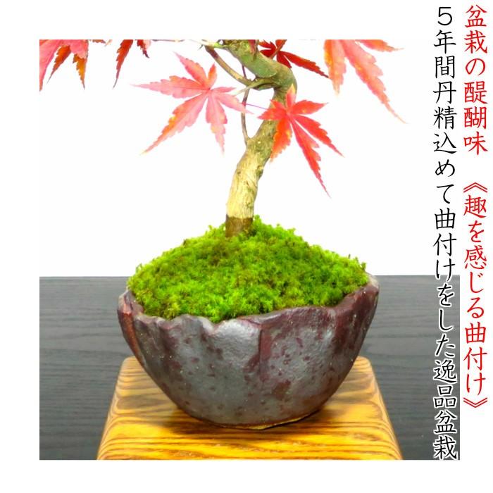 もみじ盆栽「一級品 極美葉の山もみじ」日本の美 年間通じて楽しめる 