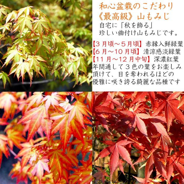 もみじ盆栽「一級品 極美葉の山もみじ」日本の美 年間通じて もみじ盆栽「一級品 極美葉の山もみじ」日本の美 年間通じて