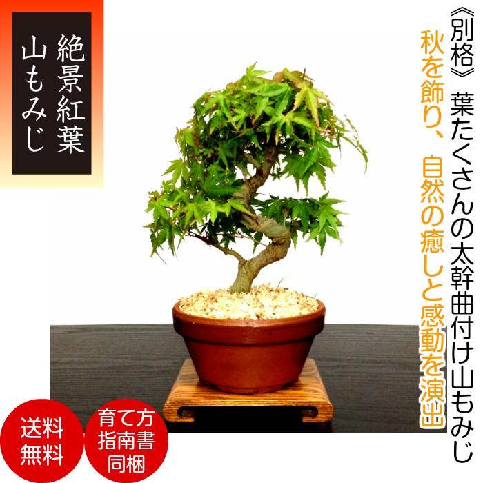 盆栽 もみじ 室内 初心者 癒し おしゃれ植物 ミニ観葉 和インテリア プレゼント 誕生日 盆栽 ギフト Wb0024a 和心盆栽 通販 Yahoo ショッピング