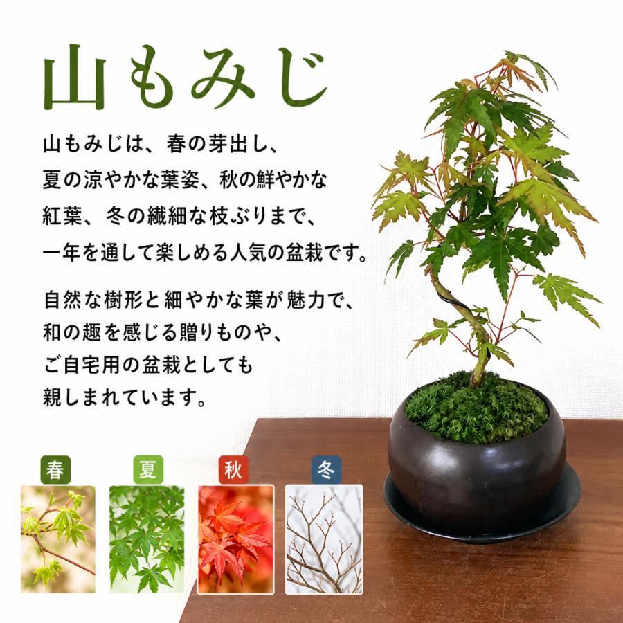 盆栽 もみじ 曲山もみじ いろはもみじ 曲幹 希少 室内 初心者 ミニ盆栽