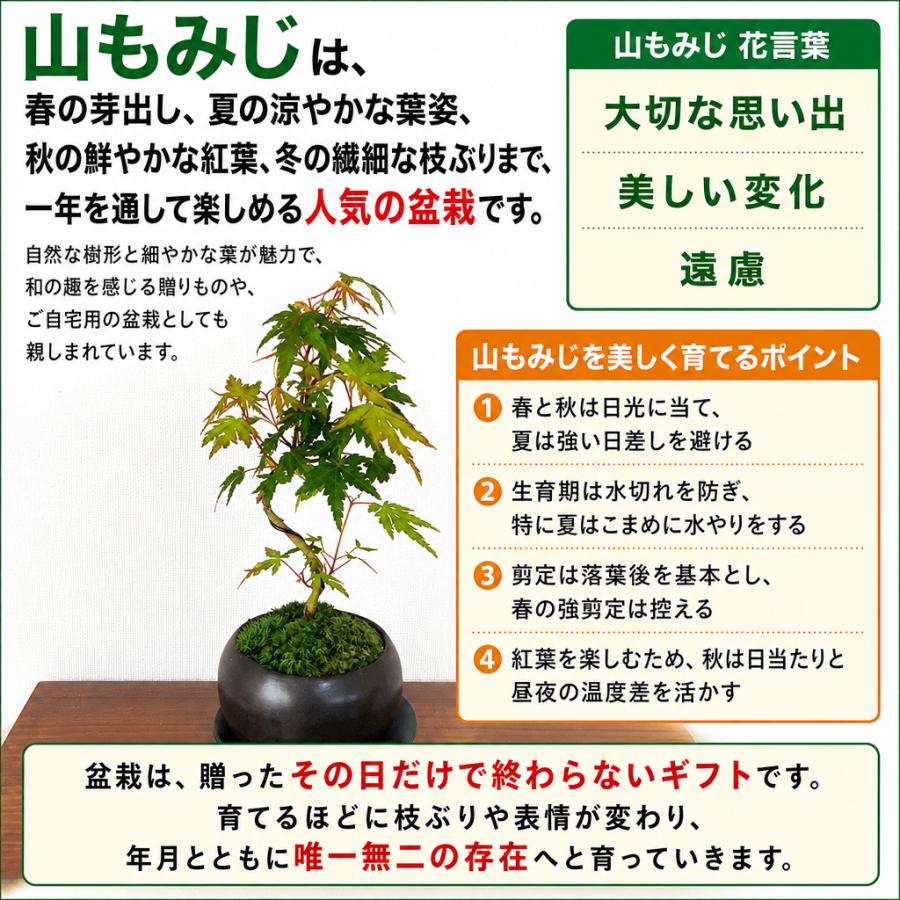 盆栽 もみじ 曲山もみじ いろはもみじ 曲幹 希少 室内 初心者 ミニ盆栽