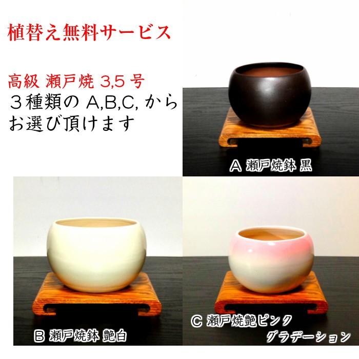 盆栽 もみじ 山もみじ 曲付き幹 希少 室内 初心者 ミニ盆栽 誕生日