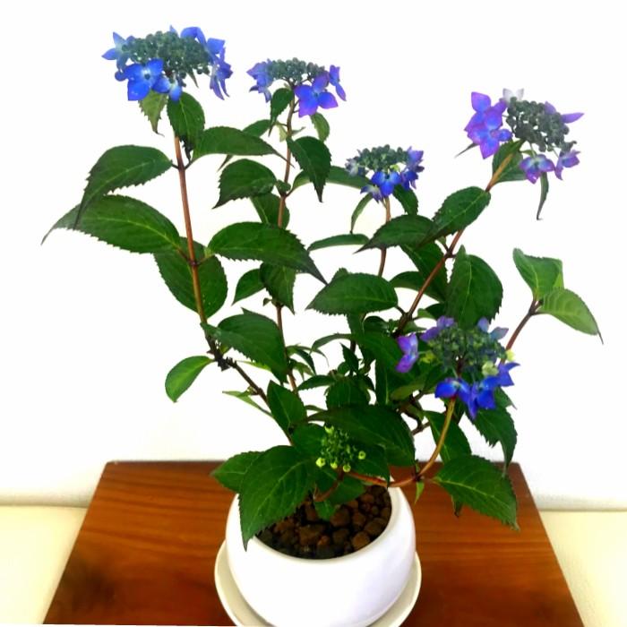 税込 盆栽 紫陽花 アジサイ ミニ観葉 室内 初心者 ギフト プレゼント 令和 Aynaelda Com