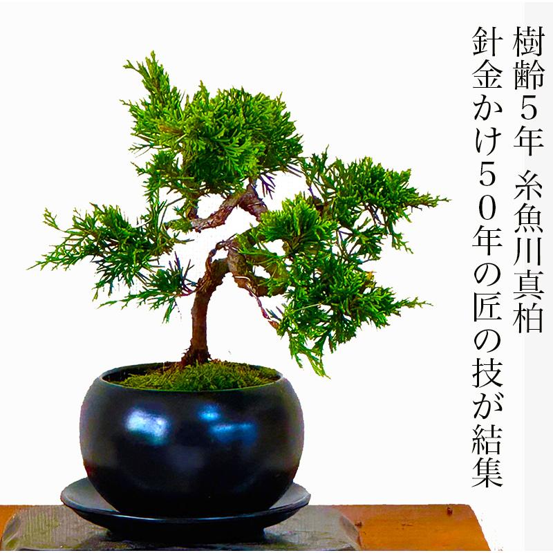 盆栽 真柏 入門種 樹齢5年 特撰 曲幹糸魚川真柏 挿し木 松 室内 初心者