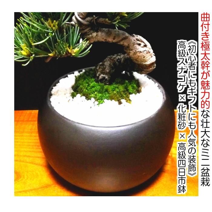 曲がり幹の五葉松盆栽