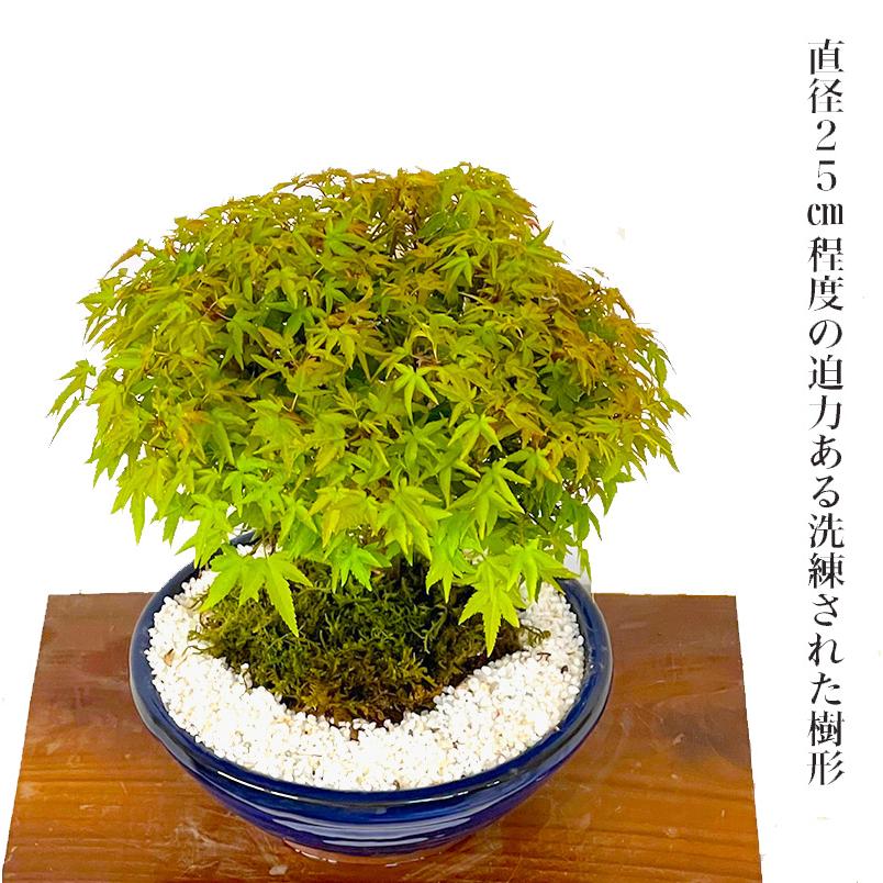 盆栽 清姫もみじ 希少 曲線美 極上丸笠樹形 日本の美 年間通じて