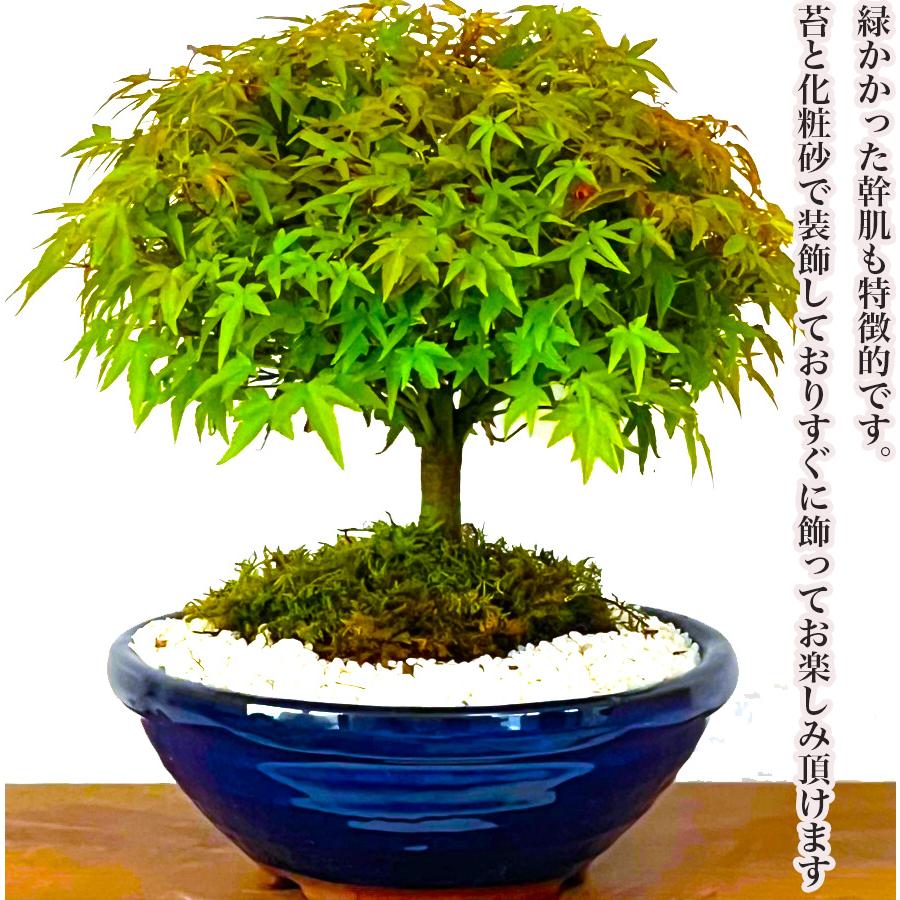 盆栽 清姫もみじ 希少 曲線美 極上丸笠樹形 日本の美 年間通じて 盆栽 清姫もみじ 希少 曲線美 極上丸笠樹形 日本の美 年間通じて