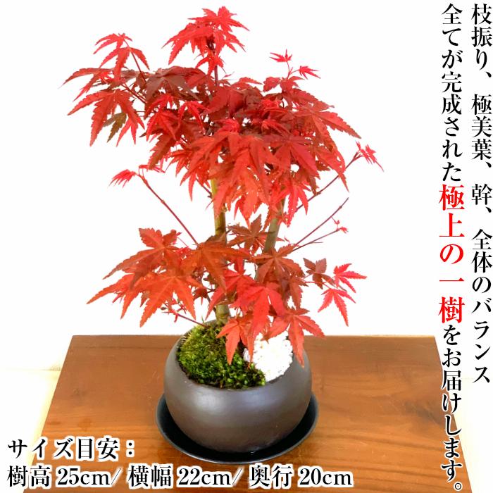 盆栽 もみじ 希少 出猩々もみじ 育て方指南書付 ミニ盆栽 ギフト 無料