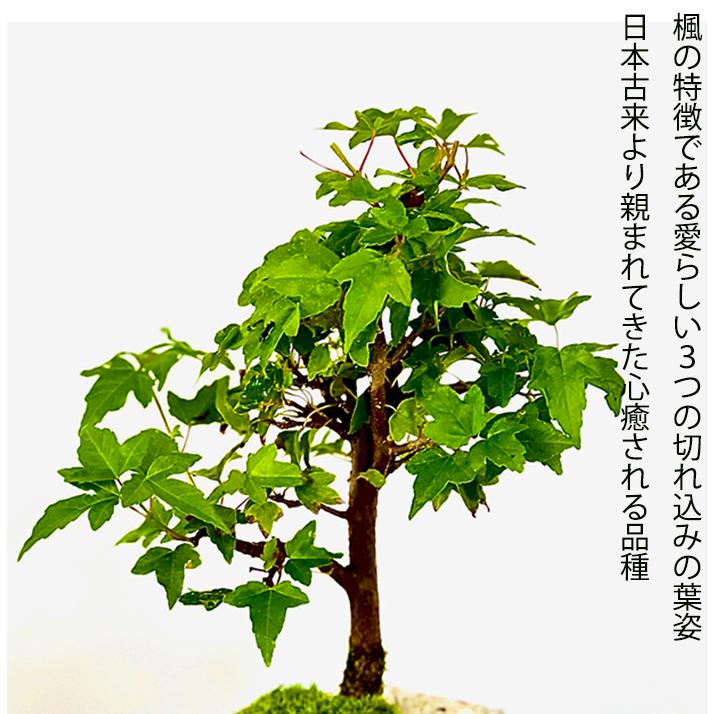 盆栽 かえで 楓 もみじ ミニ盆栽 室内 初心者 おしゃれ盆栽 ミニ 盆栽 かえで 楓 もみじ ミニ盆栽 室内 初心者 おしゃれ盆栽 ミニ