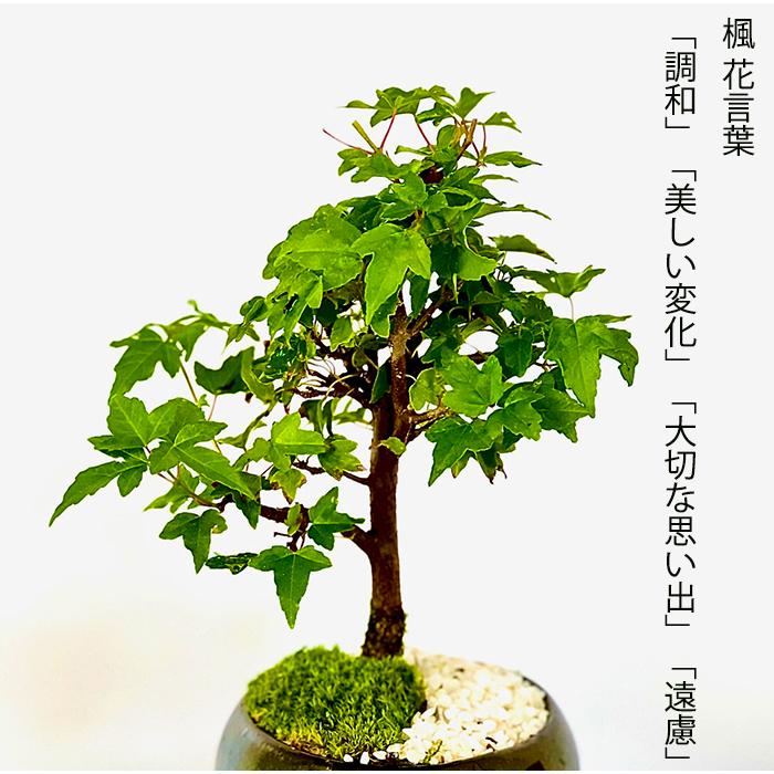 盆栽 かえで 楓 もみじ ミニ盆栽 室内 初心者 おしゃれ盆栽 ミニ 盆栽 かえで 楓 もみじ ミニ盆栽 室内 初心者 おしゃれ盆栽 ミニ
