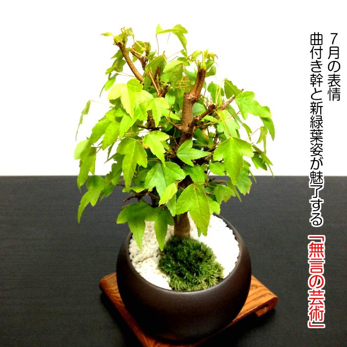 盆栽 かえで 楓 もみじ ミニ盆栽 室内 初心者 おしゃれ盆栽 ミニ 盆栽 かえで 楓 もみじ ミニ盆栽 室内 初心者 おしゃれ盆栽 ミニ
