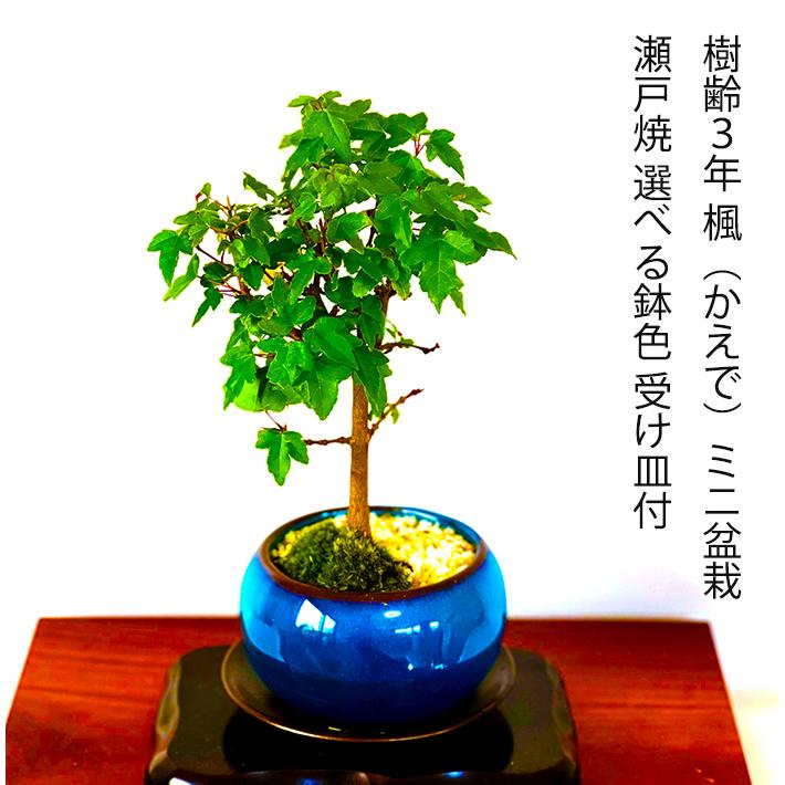 盆栽 かえで 楓 もみじ 盆栽 楓 ミニ盆栽 室内 初心者 おしゃれ盆栽 ミニ観葉 ギフト プレゼント Wb0035ca 和心盆栽 通販 Yahoo ショッピング