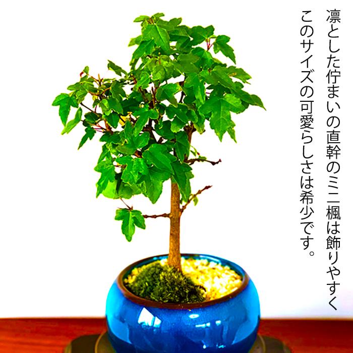 楓　3号浅鉢　ミニ盆栽素材 盆栽 かえで 楓 もみじ ミニ盆栽 室内 初心者 おしゃれ盆栽 ミニ観葉