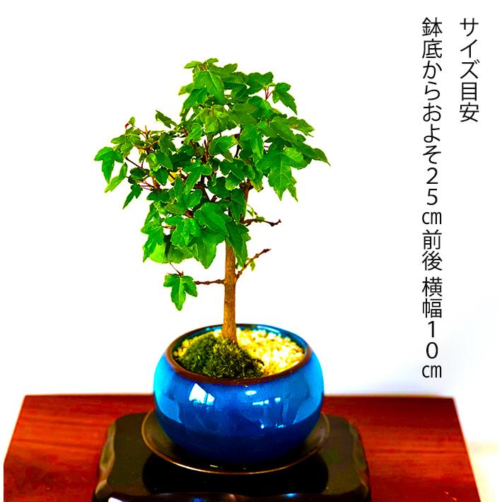 盆栽 かえで 楓 もみじ ミニ盆栽 室内 初心者 おしゃれ盆栽 ミニ観葉
