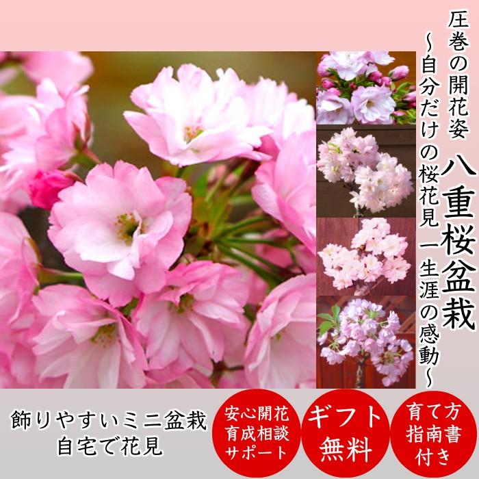 盆栽 桜 ミニ 八重桜 室内 初心者 お祝い 誕生日 ギフト 無料 プレゼント 30程の蕾 Wb003 和心盆栽 通販 Yahoo ショッピング
