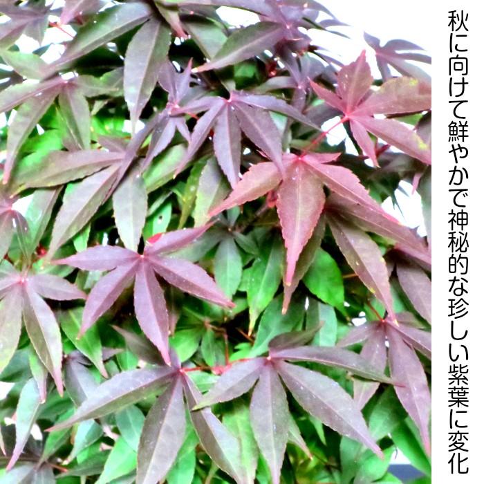 もみじ 盆栽 楽天ランキング1位 本格派極上盆栽 樹齢8年 猩々野村