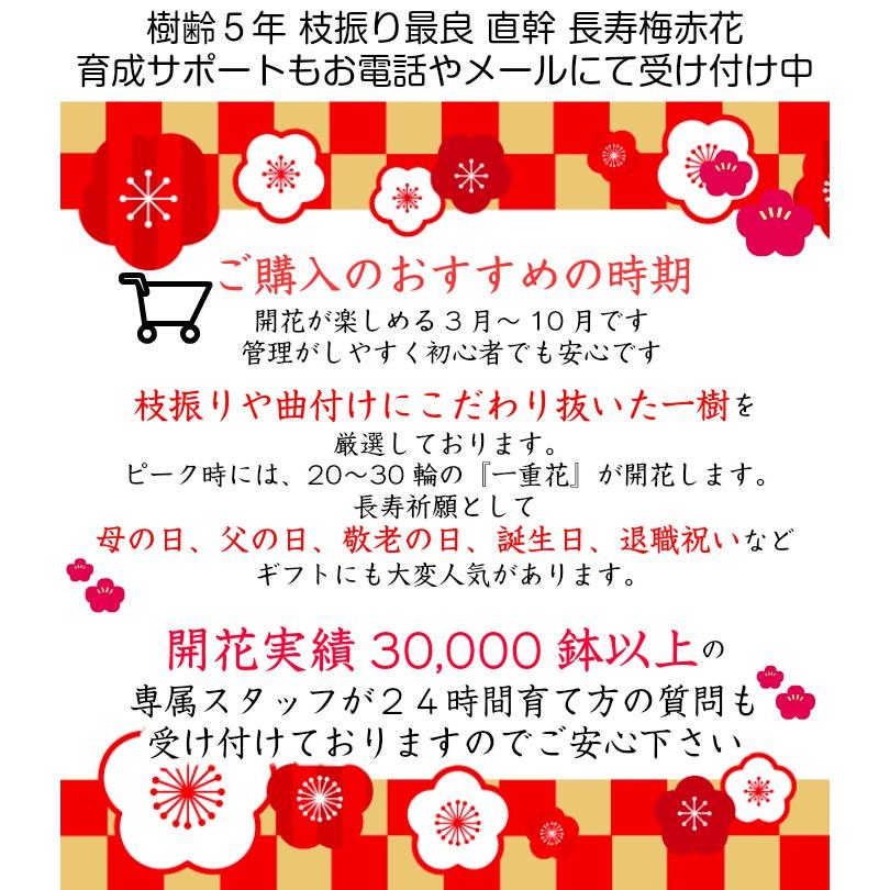 父の日 盆栽 ミニ 長寿梅 赤花 健康祈願 ミニ盆栽 室内 趣味 おしゃれ盆栽 ミニ観葉 ギフト 誕生日 プレゼント｜wagokorobonsai｜06