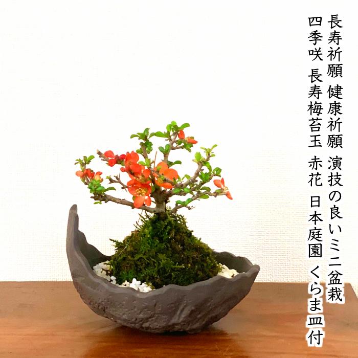盆栽 長寿梅 苔玉 ミニ盆栽 四季咲赤花 育て方指南書付 健康祈願 ミニ盆栽 室内 趣味 ミニ観葉 ギフト 誕生日 プレゼント（Yahoo!・和心盆栽）