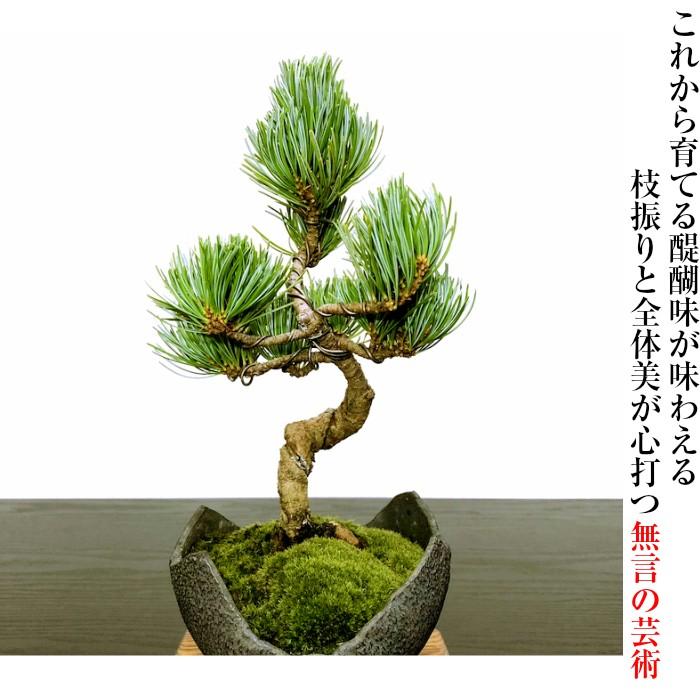 盆栽 松 樹齢7年 特選曲付き高松五葉松 室内 初心者 おしゃれ 盆栽 松 樹齢7年 特選曲付き高松五葉松 室内 初心者 おしゃれ