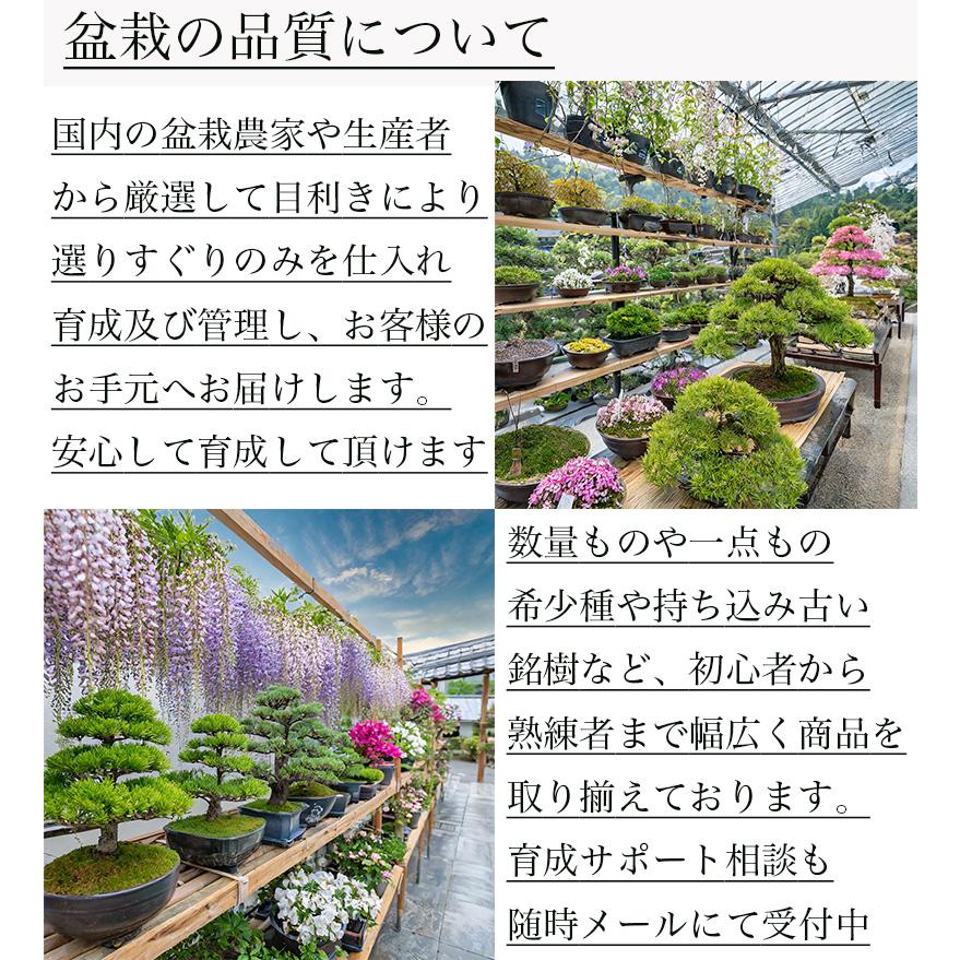 盆栽 松 樹齢15年 希少 一生もの 縁起物 五葉松 銀緑葉の癒し《禅の心