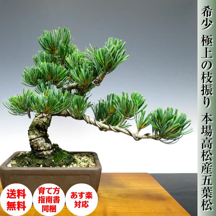盆栽 松 樹齢15年 希少 一生もの 縁起物 五葉松 銀緑葉の癒し《禅の心