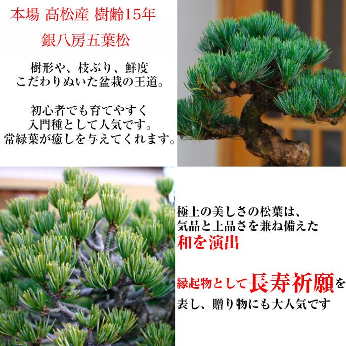 盆栽 松 樹齢15年 希少 一生もの 縁起物 五葉松 銀緑葉の癒し《禅の心