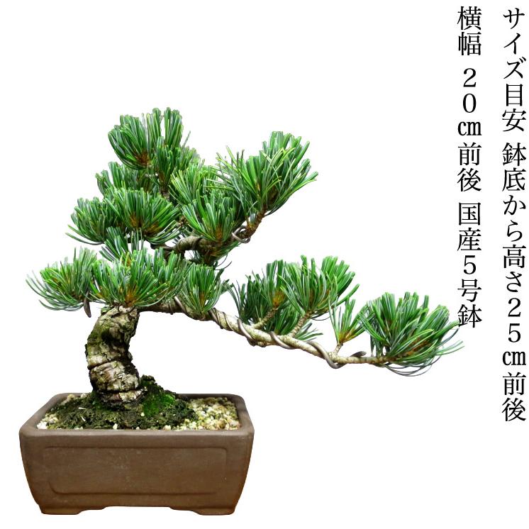 盆栽 松 樹齢15年 希少 一生もの 縁起物 五葉松 銀緑葉の癒し《禅の心