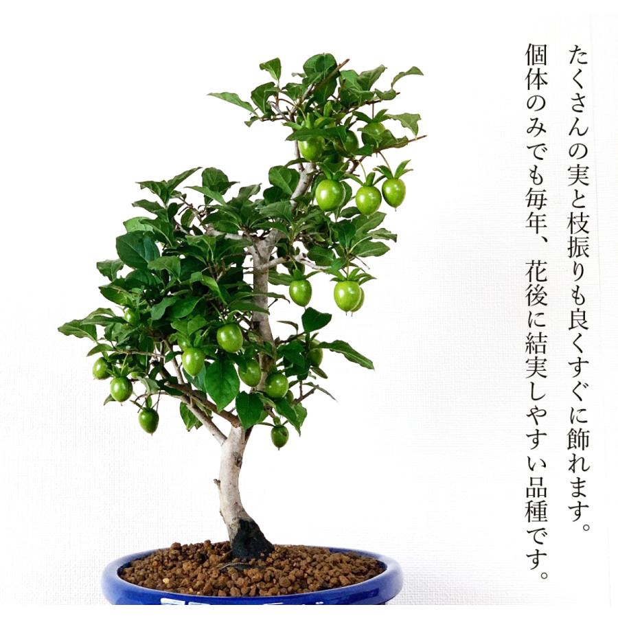 盆栽 ローヤ柿 室内 初心者 おしゃれ観葉 シンボルツリー 誕生日 ギフト 実もの盆栽 老爺柿 Wb0050 和心盆栽 通販 Yahoo ショッピング