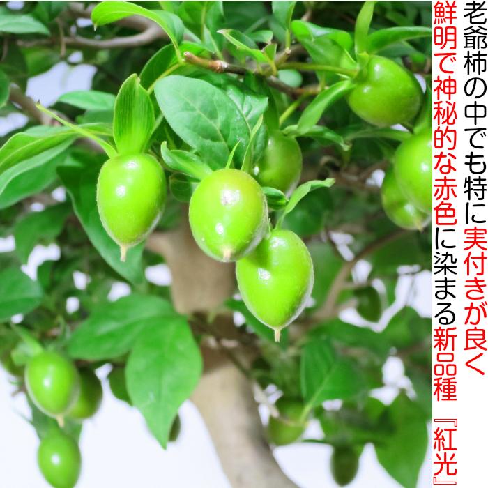 盆栽 ローヤ柿 室内 初心者 おしゃれ観葉 シンボルツリー 誕生日