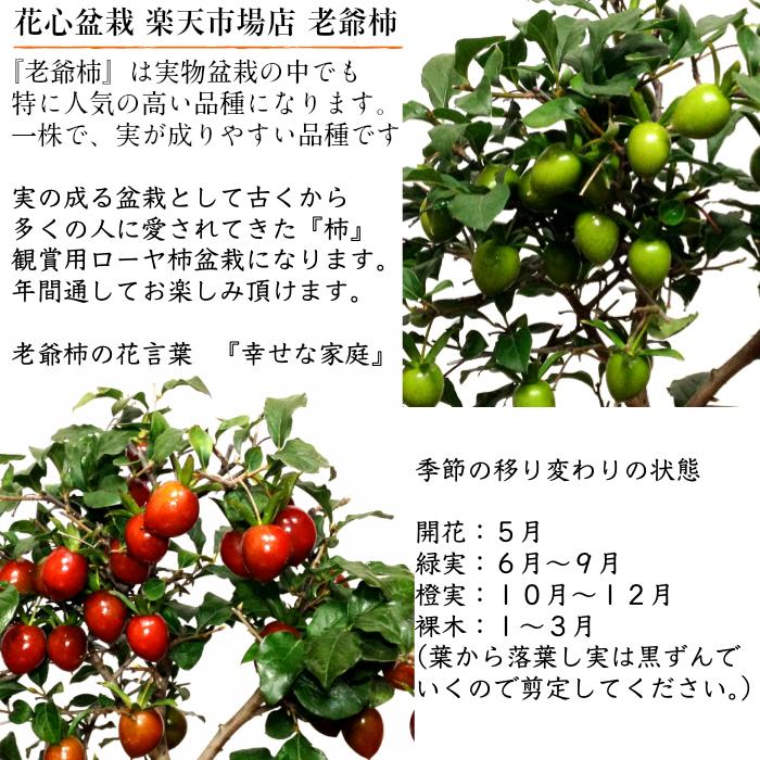 盆栽 柿 老爺柿 ローヤ柿 室内 初心者 おしゃれ観葉 シンボル 盆栽 柿 老爺柿 ローヤ柿 室内 初心者 おしゃれ観葉 シンボル