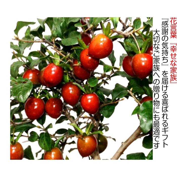 盆栽　ローヤ柿/黒松。。。 送料無料】 ローヤ柿（老爺柿）黒鳳 盆栽 希少！ 【現品】