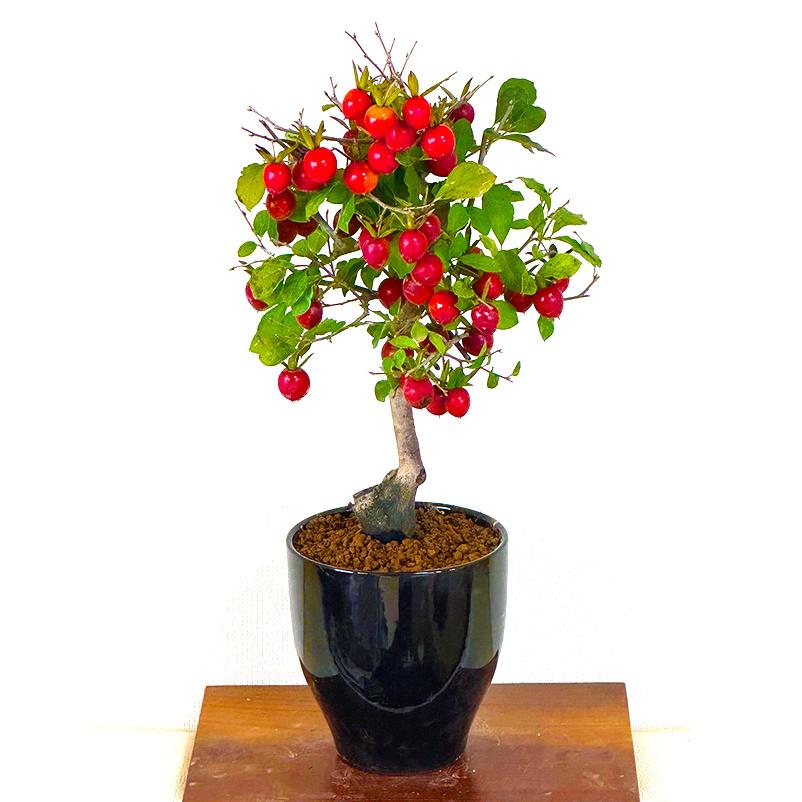 盆栽 柿 老爺柿 ローヤ柿 室内 初心者 おしゃれ観葉 シンボルツリー