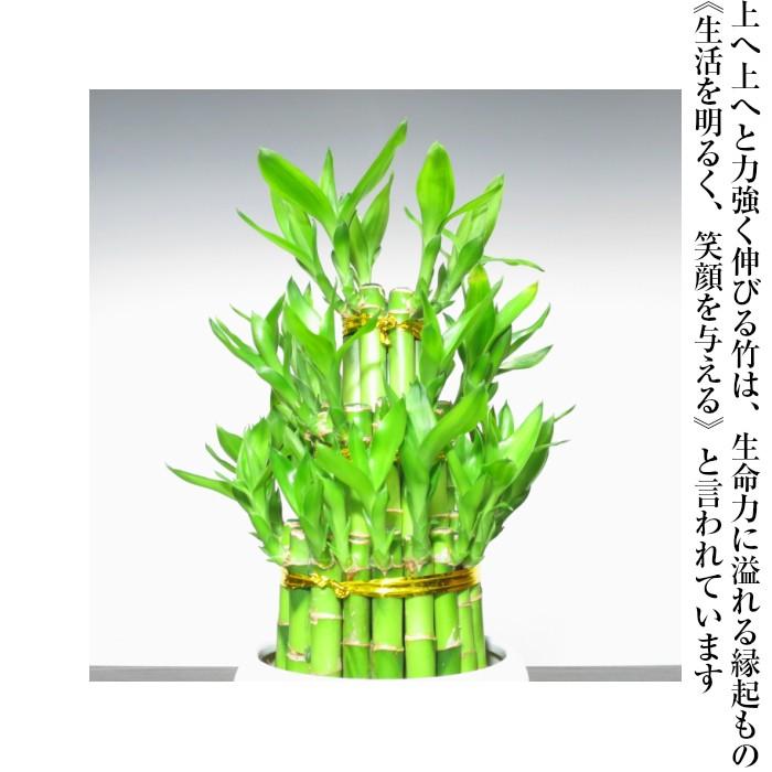 盆栽 ミニ 即日出荷可 開運竹 ミリオンバンブー豪華40幹寄せ植え 竹