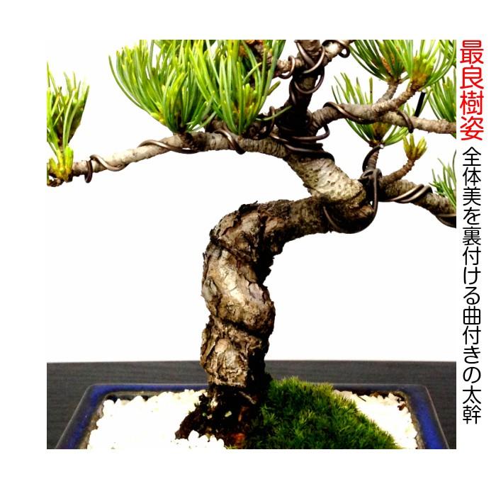 盆栽 松 樹齢8年 特選 曲付き 高松五葉松 室内 初心者 おしゃれ 盆栽 松 樹齢8年 特選 曲付き 高松五葉松 室内 初心者 おしゃれ