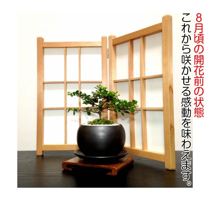 盆栽 ミニ 初心者 室内 ギフト 姫サルスベリ プチ盆栽 : 和心盆栽