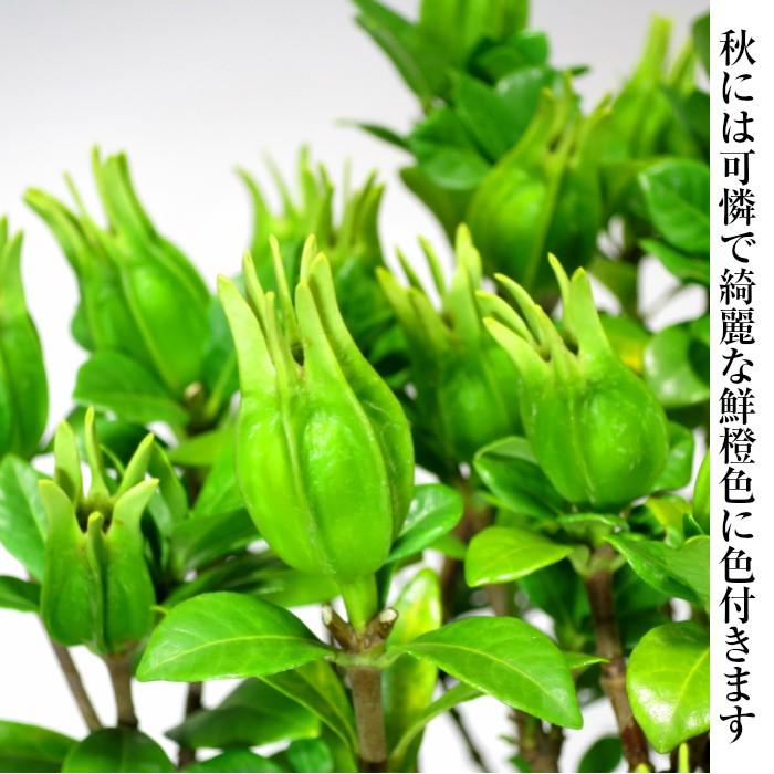 盆栽 クチナシ 室内 初心者 おしゃれ観葉 シンボルツリー 誕生日 盆栽 クチナシ 室内 初心者 おしゃれ観葉 シンボルツリー 誕生日
