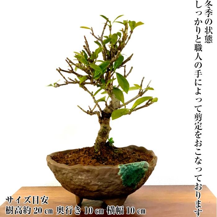 盆栽 クチナシ 室内 初心者 おしゃれ観葉 シンボルツリー 誕生日 盆栽 クチナシ 室内 初心者 おしゃれ観葉 シンボルツリー 誕生日
