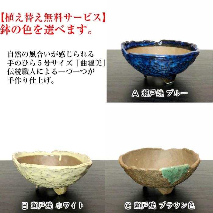 盆栽 クチナシ 室内 初心者 おしゃれ観葉 シンボルツリー 誕生日 盆栽 クチナシ 室内 初心者 おしゃれ観葉 シンボルツリー 誕生日