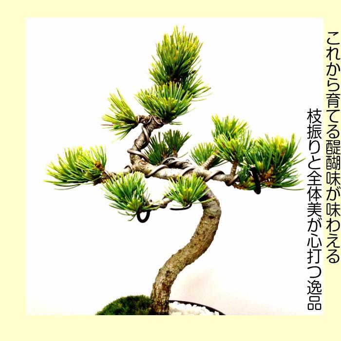 盆栽 松 五葉松 銀緑葉の癒し 樹齢5年 特選曲付き高松五葉松 樹 盆栽 松 五葉松 銀緑葉の癒し 樹齢5年 特選曲付き高松五葉松 樹