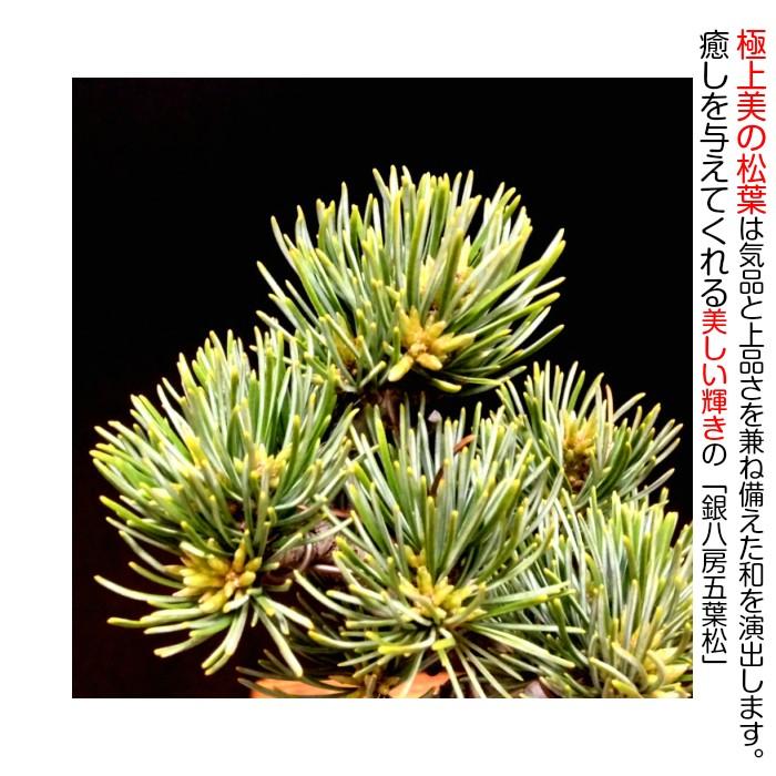 盆栽 松 五葉松 銀緑葉の癒し 樹齢5年 特選曲付き高松五葉松 樹 盆栽 松 五葉松 銀緑葉の癒し 樹齢5年 特選曲付き高松五葉松 樹