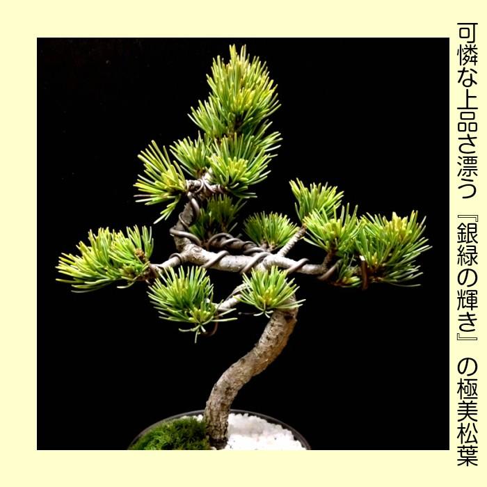 盆栽 松 五葉松 銀緑葉の癒し 樹齢5年 特選曲付き高松五葉松 樹 盆栽 松 五葉松 銀緑葉の癒し 樹齢5年 特選曲付き高松五葉松 樹