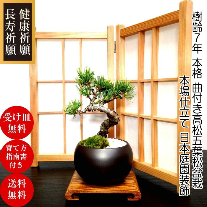 盆栽 松 樹齢7年 特選曲付き高松五葉松 室内 初心者 おしゃれ 盆栽 松 樹齢7年 特選曲付き高松五葉松 室内 初心者 おしゃれ