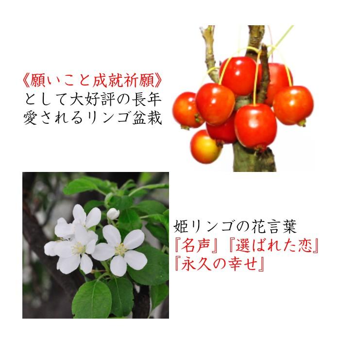 盆栽 姫りんご ミニ盆栽 初心者 室内 癒し 趣味 ギフト 誕生日