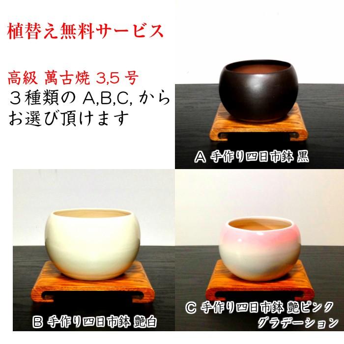 盆栽 ミニ 姫りんご ミニ盆栽 初心者 室内 癒し 趣味 盆栽 ギフト 誕生日 おしゃれ盆栽 Wb0072 和心盆栽 通販 Yahoo ショッピング