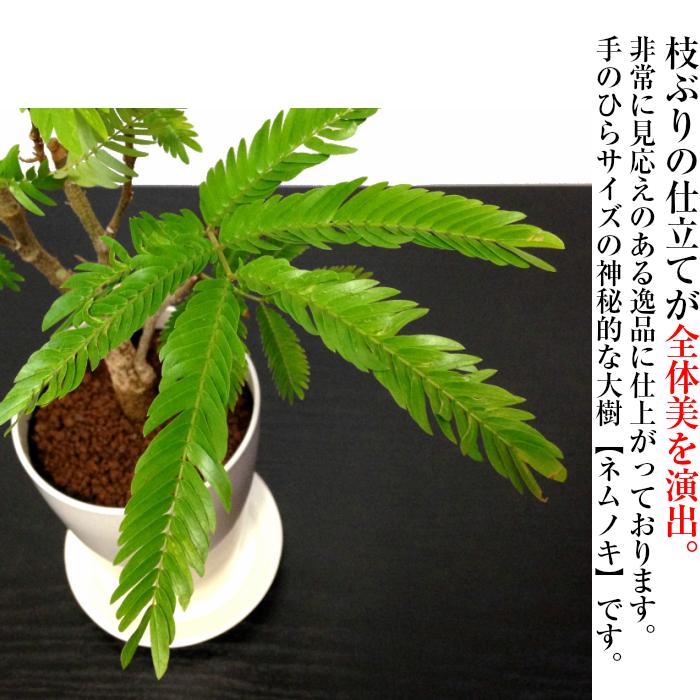 盆栽 ミニ エバーフレッシュ 室内 初心者 ミニ観葉 インテリアグリーン