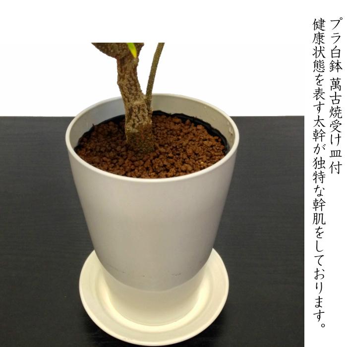 盆栽 ミニ エバーフレッシュ 室内 初心者 ミニ観葉 インテリアグリーン