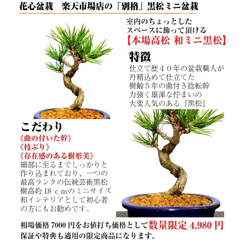 盆栽 松 黒松 樹形美 樹齢5年 捻転幹 黒松ミニ盆栽 : 和心盆栽 盆栽 松 黒松 樹形美 樹齢5年 捻転幹 黒松ミニ盆栽 : 和心盆栽