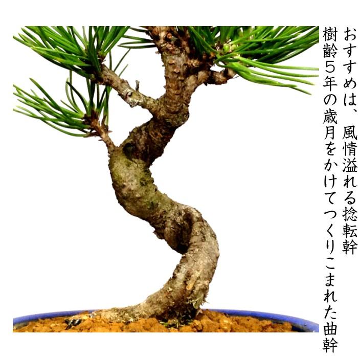 盆栽 松 黒松 樹形美 樹齢5年 捻転幹 黒松ミニ盆栽 : 和心盆栽 盆栽 松 黒松 樹形美 樹齢5年 捻転幹 黒松ミニ盆栽 : 和心盆栽